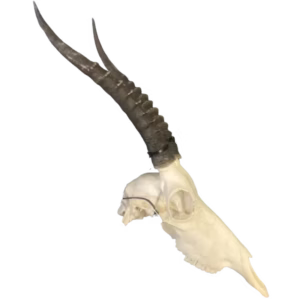 Blesbok Skull