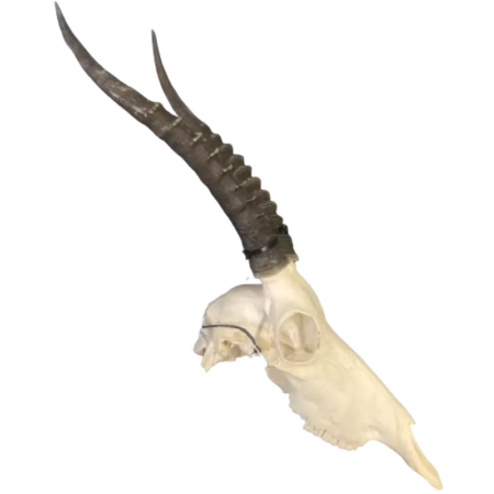 Blesbok Skull