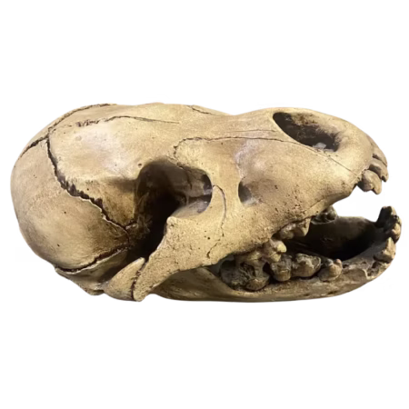 Cave bear skull