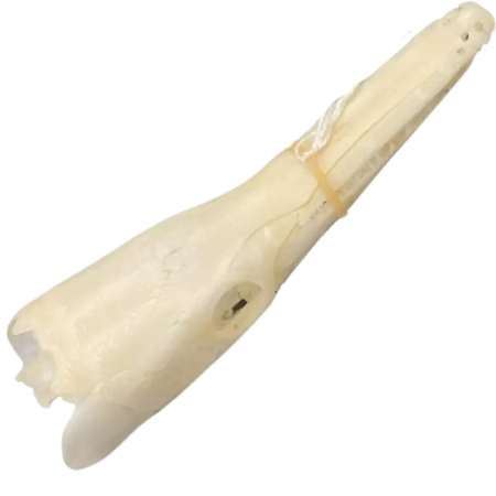 Gar Skull