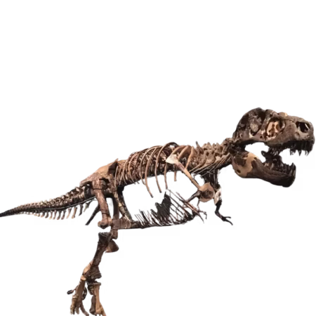 Peck's Rex Fossil Casts