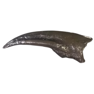 Struthiomimus Claw Cast