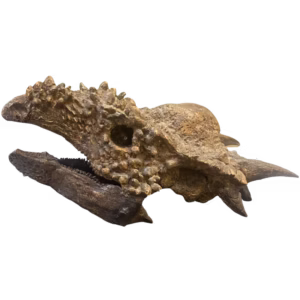 Stygimoloch Skull