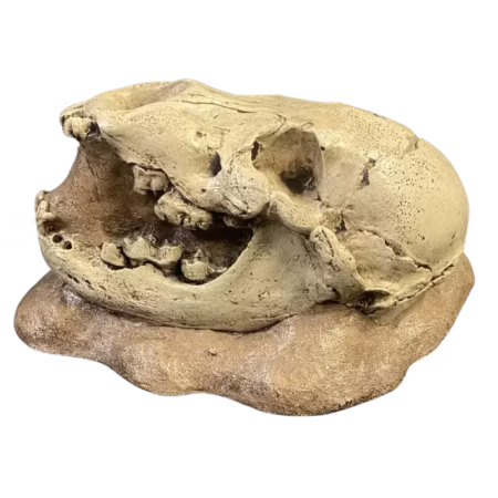 Baby Cave Bear Skull Cast (In Situ)