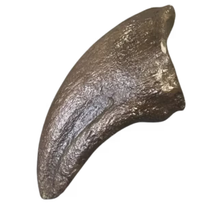 Daspletosaurus Toe Cast