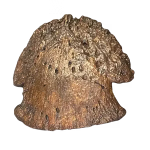 Hadrosaur Toe Cast