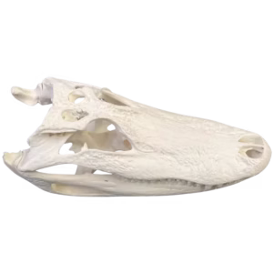 Large Gator Skull