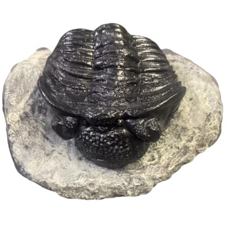 Trilobite Fossil Cast